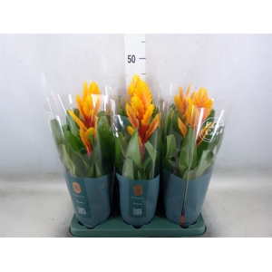Vriesea  'Intenso Flame'