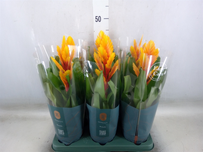 <h4>Vriesea  'Intenso Flame'</h4>