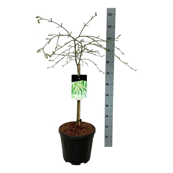 <h4>Acer pal. 'Dissectum'</h4>