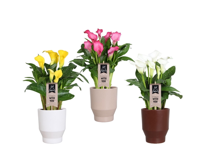 <h4>Zantedeschia gemengd Calla mix in Lugano keramiek</h4>