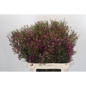 Chamelaucium Rotem