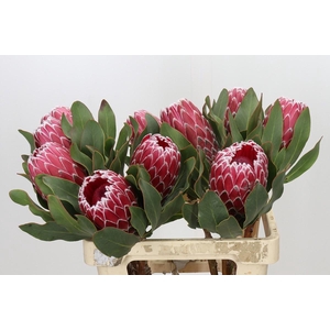Protea Empress