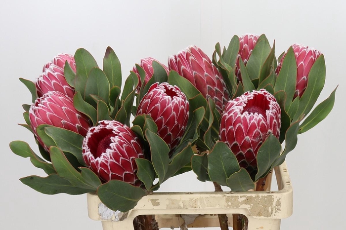 <h4>Protea Empress</h4>
