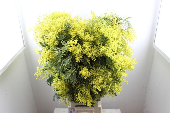 <h4>Mimosa Long P Stem</h4>