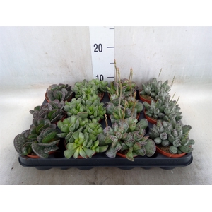 Succulents   ...