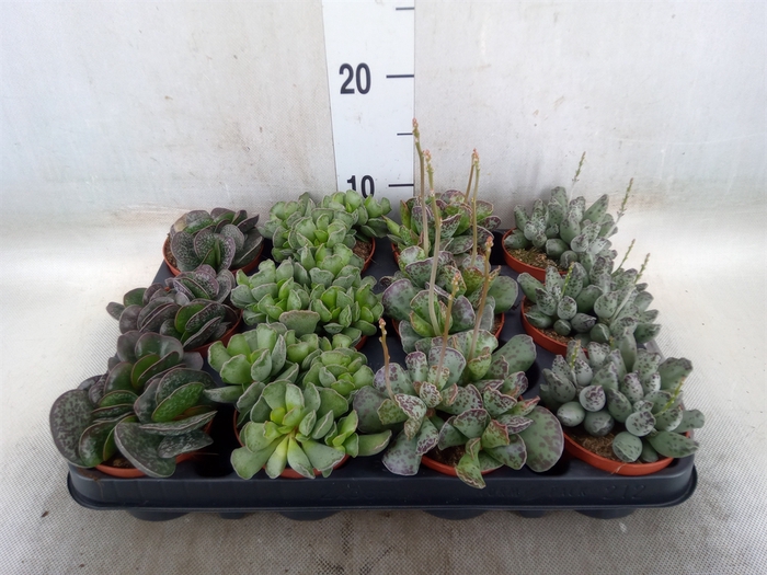 <h4>Succulents   ...</h4>