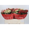 Hypericum Rainbow Romance