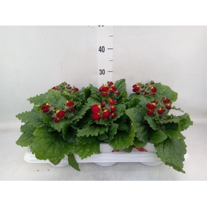 Calceolaria  'Calynopsis Yellow'