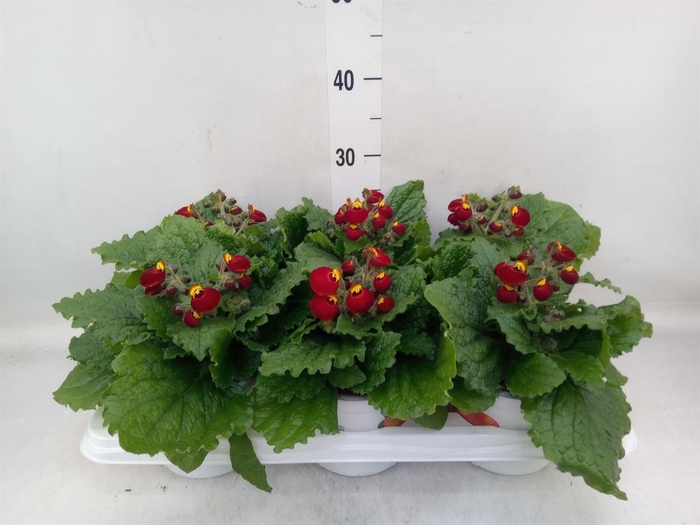 <h4>Calceolaria  'Calynopsis Yellow'</h4>