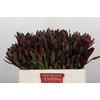 Leucadendron Saf Sunset Dark R.