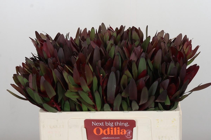 <h4>Leucadendron Saf Sunset Dark R.</h4>