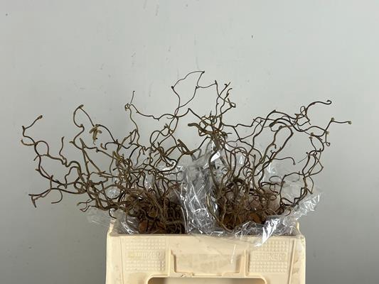 <h4>Corylus (2-jarig)</h4>