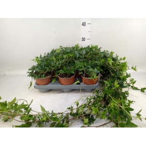 Hedera helix 'Shamrock'