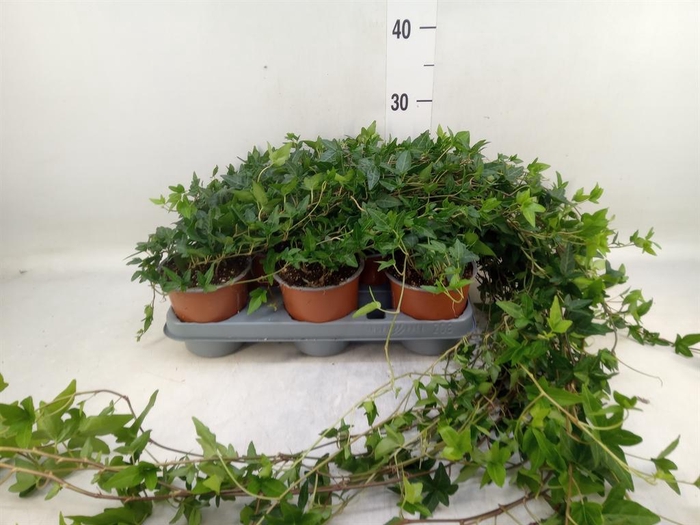 <h4>Hedera helix 'Shamrock'</h4>