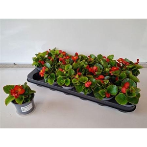 Begonia Semperflorens Rood