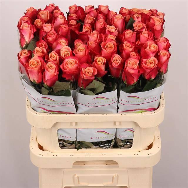 <h4>R GR HELENE</h4>