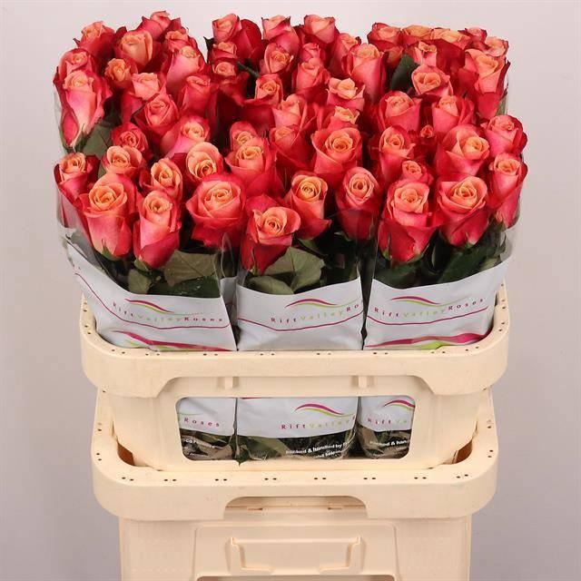 <h4>R GR HELENE</h4>