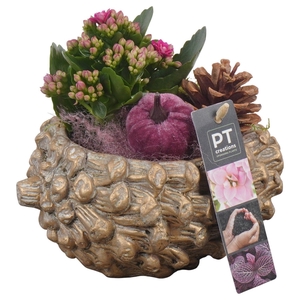 Arr.   Planten L%