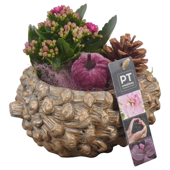 <h4>Arr.   Planten L%</h4>