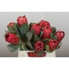 Protea Grandiceps