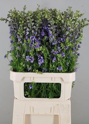 <h4>Delphinium Viole Lilac</h4>