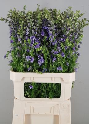 Delphinium Violet Lilac