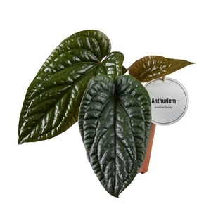 Anthurium blad