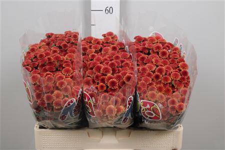 Chr S Mad Tyolo Oran