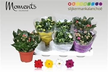 <h4>KAL GE GEM 4 KL</h4>