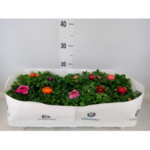 Ranunculus  'Sprinkles Dwarf'  .mix