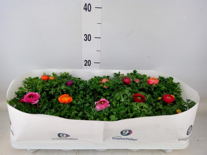 <h4>Ranunculus  'Sprinkles Dwarf'  .mix</h4>