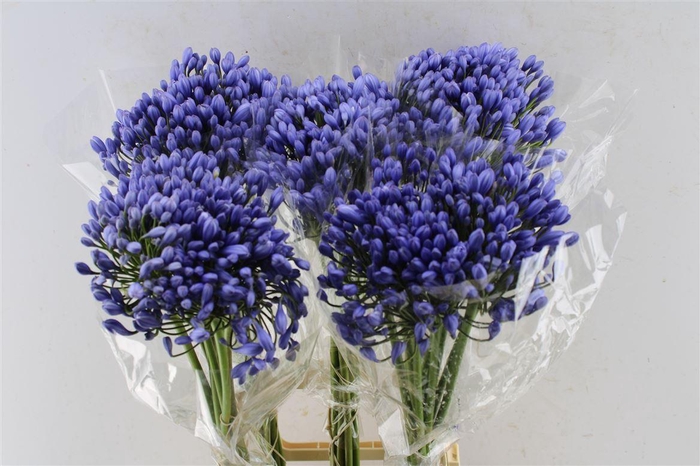 <h4>Agapanthus Buddy Blue</h4>
