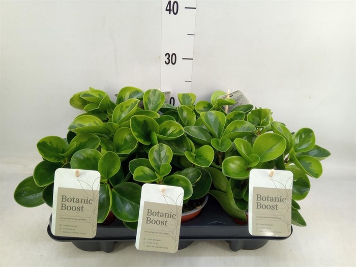 <h4>Peperomia</h4>