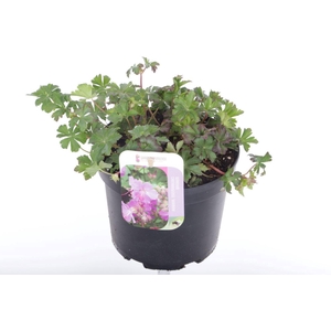 Geranium cant. Karmina