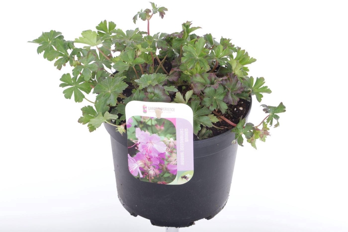 <h4>Geranium cant. Karmina</h4>