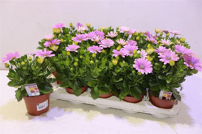 <h4>Osteo Senori Rosita</h4>