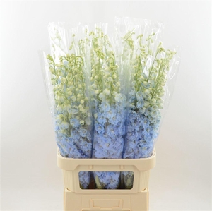 Delphinium Boy