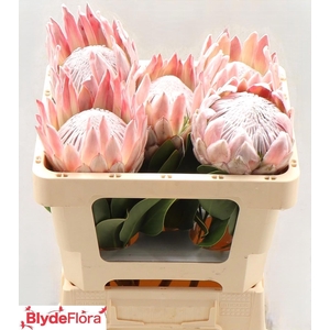 PROTEA CYNAROIDES