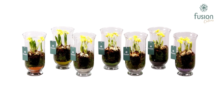 <h4>Pasen glazen windlicht met Narcis D14.5 H25</h4>