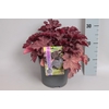 vaste planten 19 cm  Heuchera CoralBerry