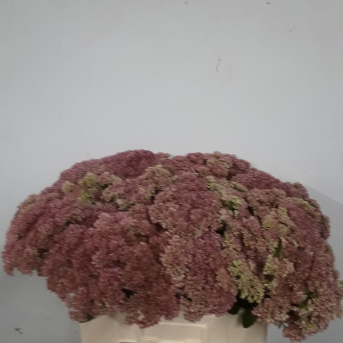 <h4>SEDUM SPECTABILE</h4>