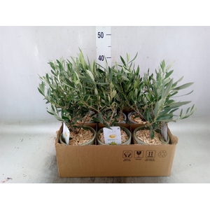 Arr.   Tuinplanten H%