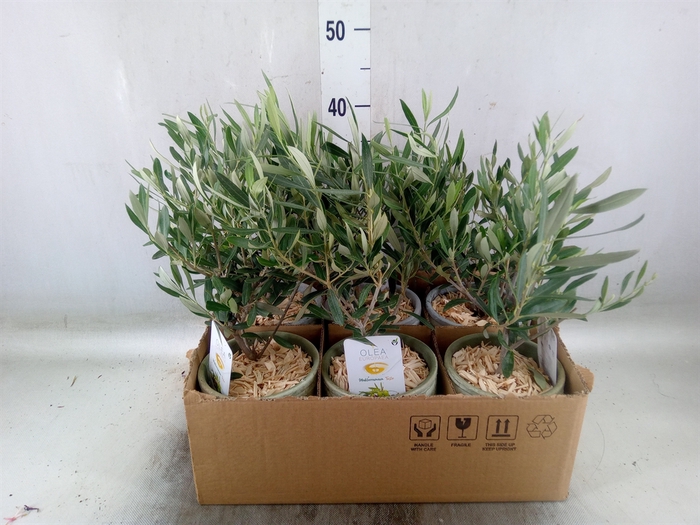 <h4>Arr.   Tuinplanten H%</h4>