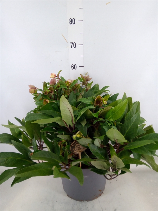 <h4>Helleborus  'Beauty Princess'</h4>