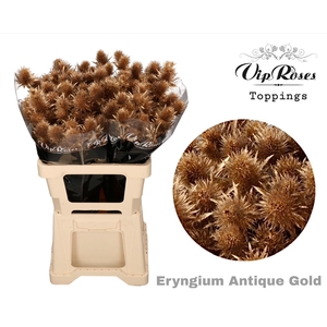 ERYNGIUM SUPERNOVA ANTIQUE GOLD