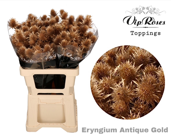 <h4>Eryngium Supernova Antique Gold</h4>