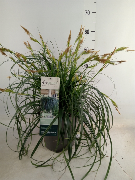 <h4>Carex oshimensis</h4>