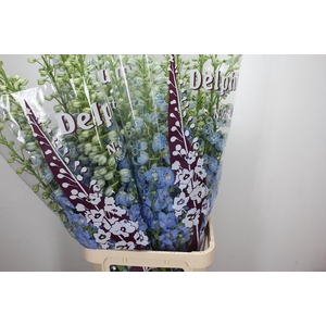 Delphinium DU 'Dewi Boy'