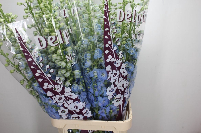 <h4>Delphinium DU 'Dewi Boy'</h4>