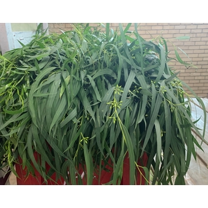Greens - Eucalyptus Nicoli (p/bnch)